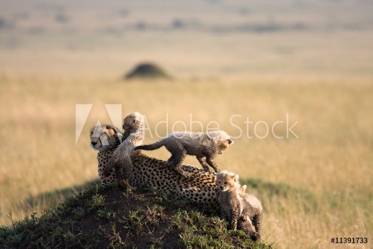 Picture of cheetah with 5 cubs